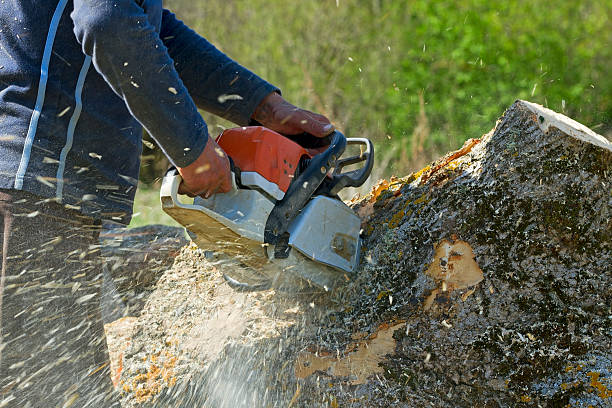 Best Arborist Consultation Services  in Sneedville, TN